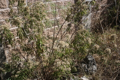 Verbesina virgata