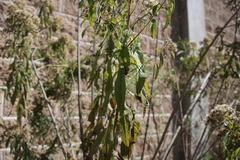 Verbesina virgata