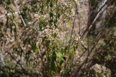 Verbesina virgata