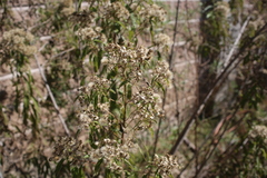 Verbesina virgata