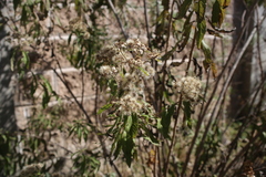 Verbesina virgata