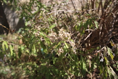 Verbesina virgata