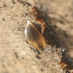 Arion fasciatus