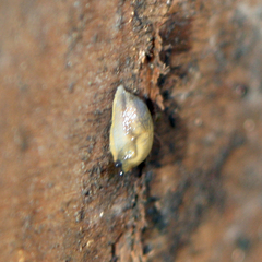 Arion fasciatus