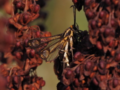 Pyropteron triannuliformis