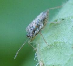 Nysius