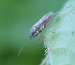 Nysius