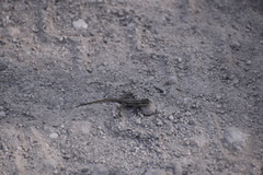 Sceloporus variabilis