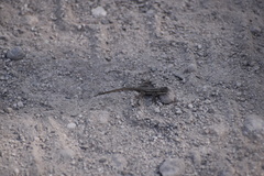 Sceloporus variabilis