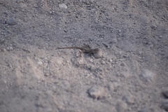 Sceloporus variabilis