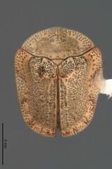 Acrocassis roseomarginata