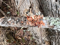 Parmotrema perforatum