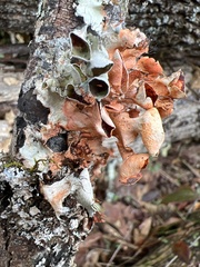 Parmotrema perforatum