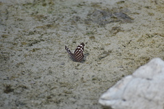 Myscelia cyaniris cyaniris
