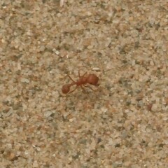 Pogonomyrmex californicus