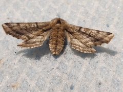 Apochima flabellaria