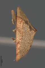 Acrocassis roseomarginata