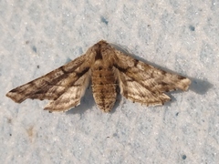 Apochima flabellaria