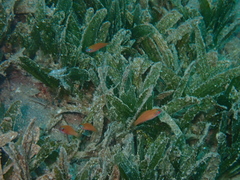 Paracheilinus octotaenia