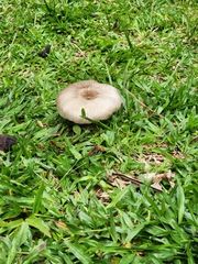 Fungi