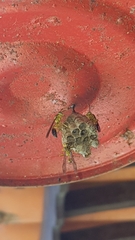 Mischocyttarus cerberus