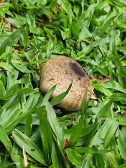 Fungi