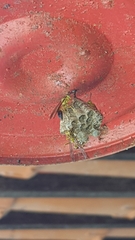 Mischocyttarus cerberus