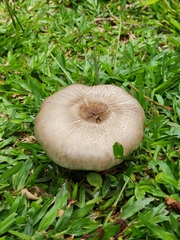 Fungi
