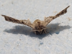 Apochima flabellaria