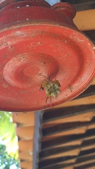 Mischocyttarus cerberus