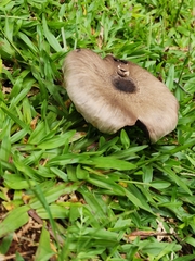 Fungi