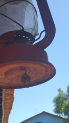 Mischocyttarus cerberus