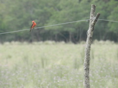Pyrocephalus rubinus