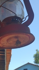 Mischocyttarus cerberus