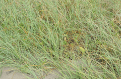Panicum racemosum