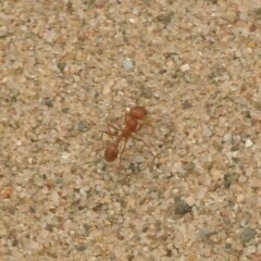 Pogonomyrmex californicus