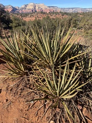 Yucca baccata