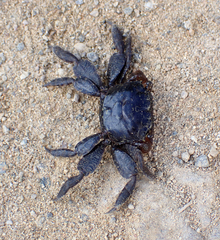 Parasesarma erythodactylum