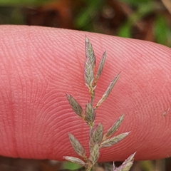 Eragrostis cumingii