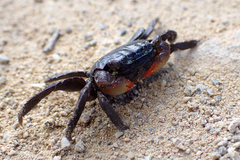 Parasesarma erythodactylum