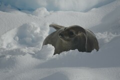 Leptonychotes weddellii