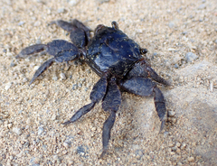 Parasesarma erythodactylum