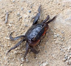 Parasesarma erythodactylum