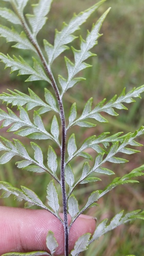 silver fern