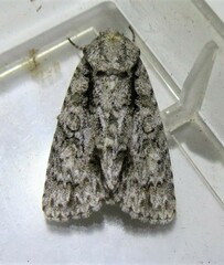 Acronicta clarescens
