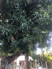 Mangifera