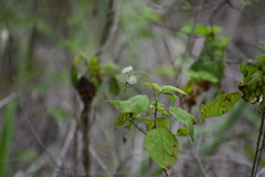 Croton ciliatoglandulifer