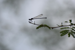 Argia translata