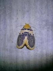 Stigmatophora palmata