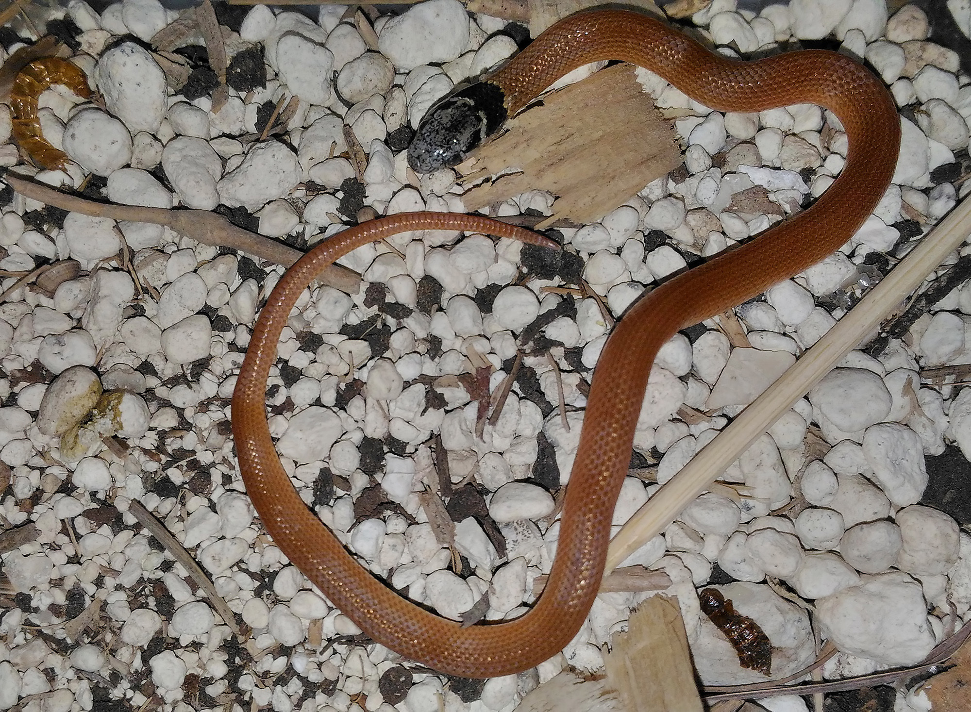Baran's Dwarf Snake photo 2